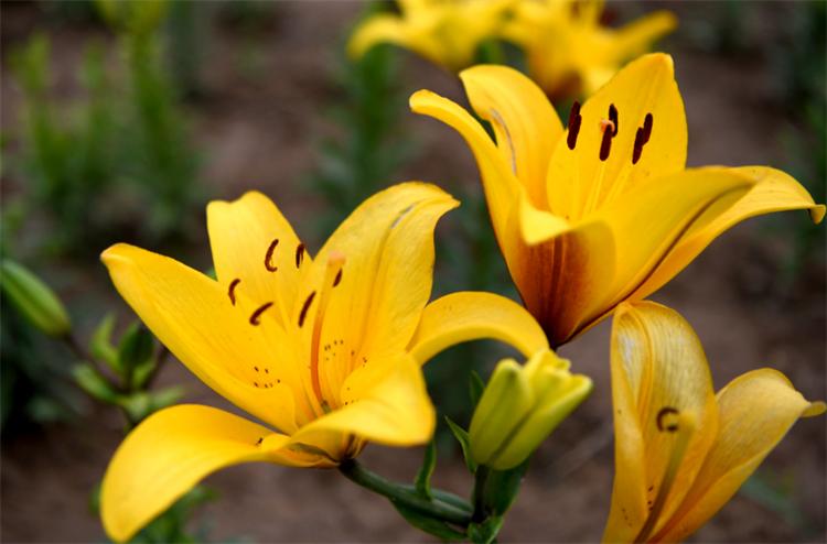 白百合花代表什么象征意义(详解送白百合花代表的含义)