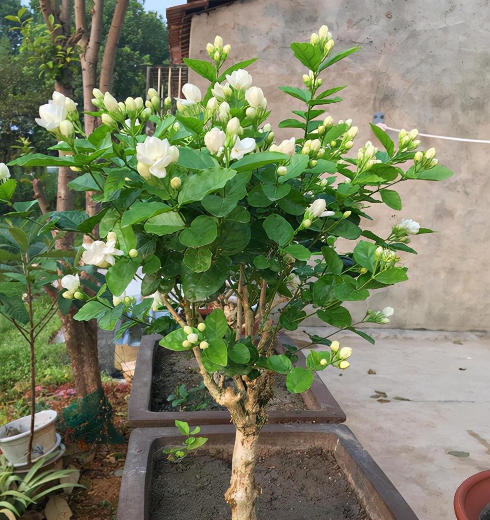 冬天室内开花的花卉植物有哪些品种(最耐阴的室内植物大型)