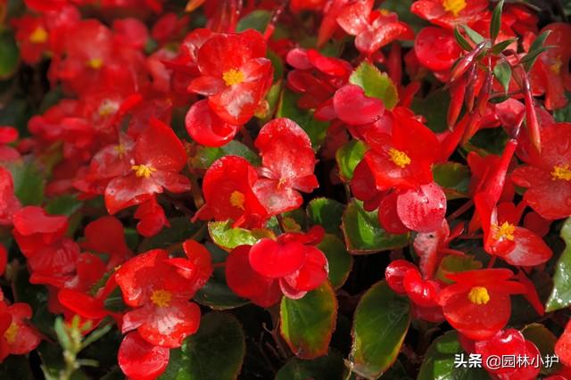 什么花是一年四季都开的花