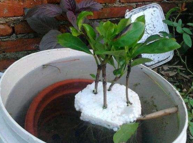 茉莉花如何繁殖方法