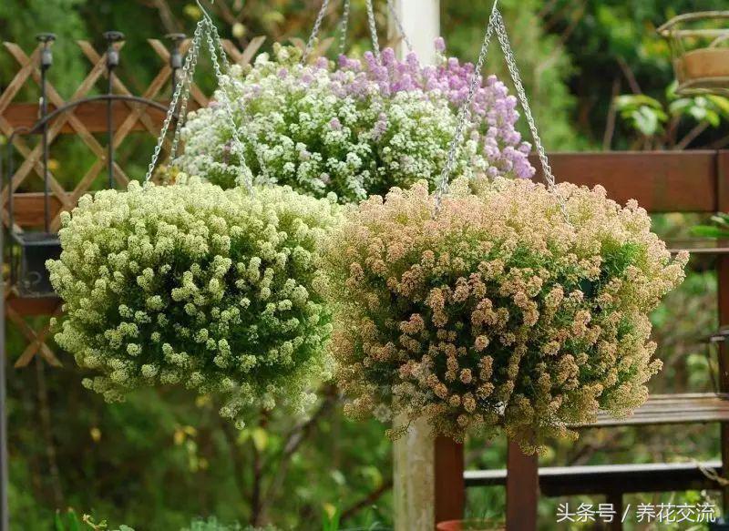 香雪球多久发芽出土(关于香雪兰种球催芽方法)