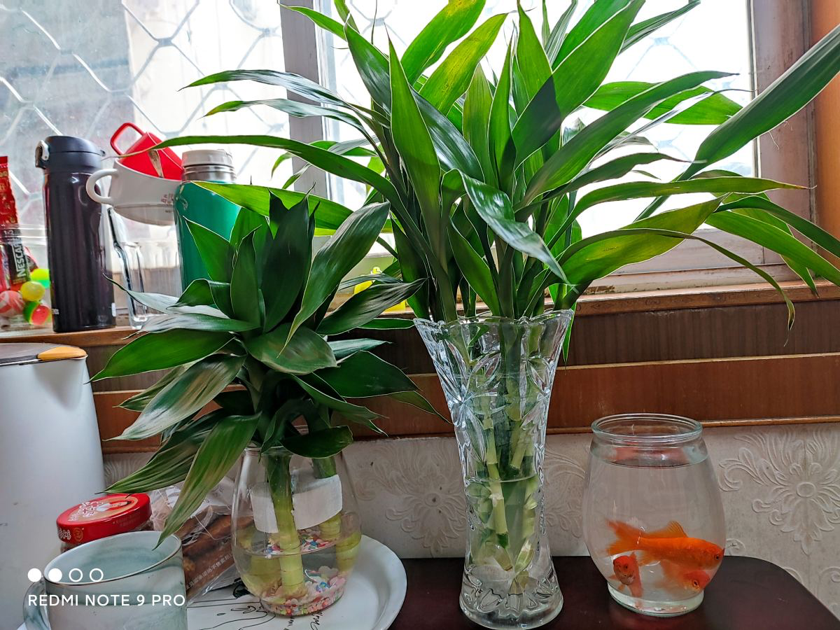 最耐阴的十大室内植物花名(客厅最好养的大型绿植)