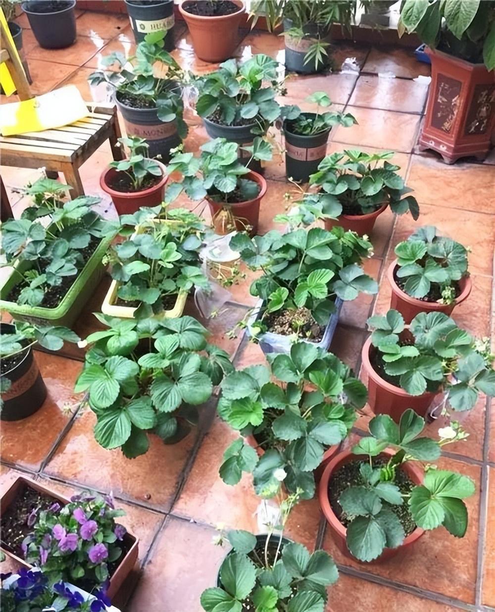 家庭种草莓的方法有哪些