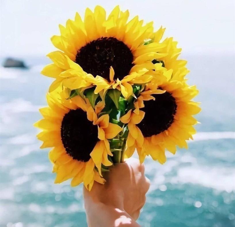 向日葵花语与寓意(讲解向日葵适合送的人)