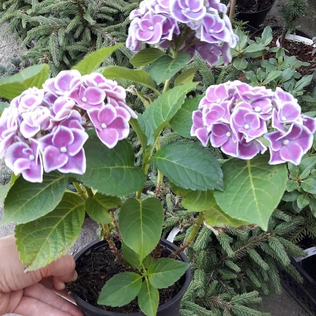 绣球鲜花怎么养时间比较久一点