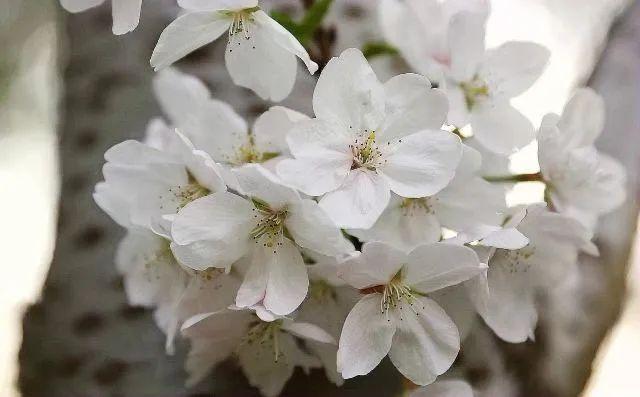 冬樱花几月开(各种樱花品种介绍)