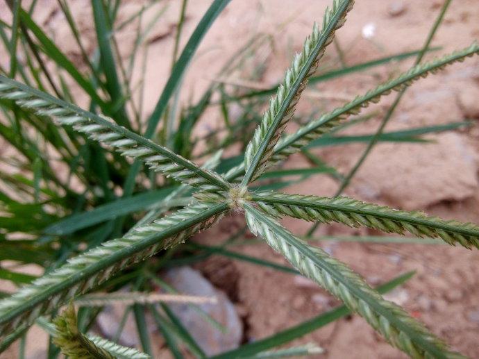 常见野草的种类(农村常见的植物名称)