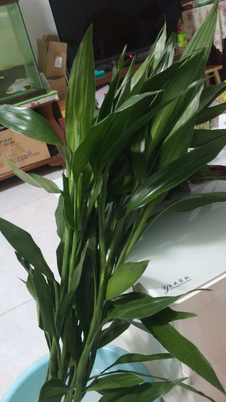富贵竹怎么才能快速生根(水养富贵竹生根最快法)