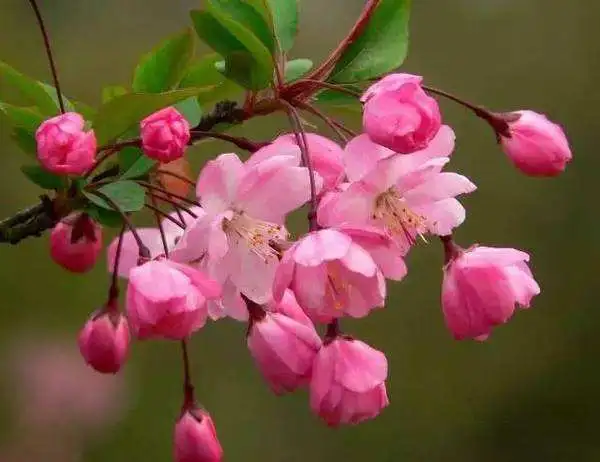 三月开什么花什么特点(盘点三月份开花的植物)