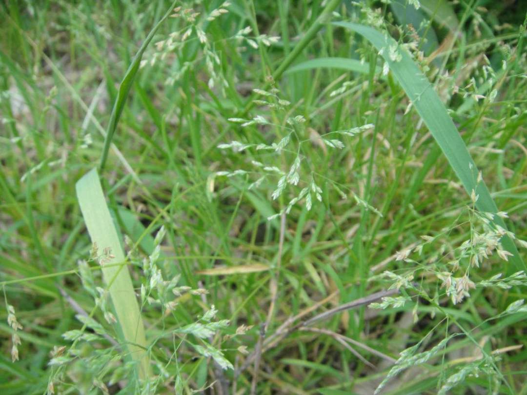 一年生草本植物名称大全