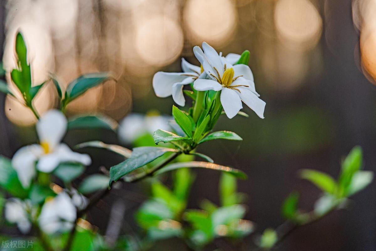 阳台种栀子花风水好吗