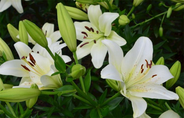 百合花花语是什么寓意(插花瓶水养百合花的方法)