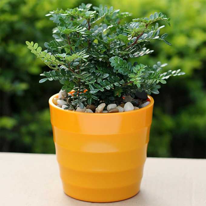 清香木怎么养及注意事项(详解清香木的养殖方法)