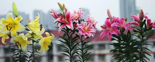 香水百合种球怎么种