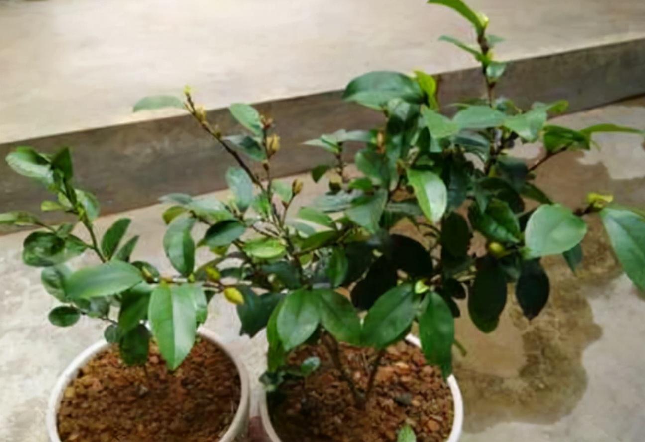 一天内含笑花什么时候开花(详解含笑花的盛花期的时间)