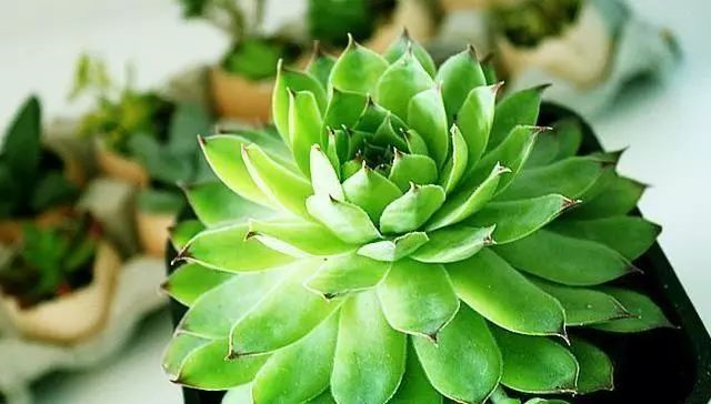 多肉盆栽怎么种植方法