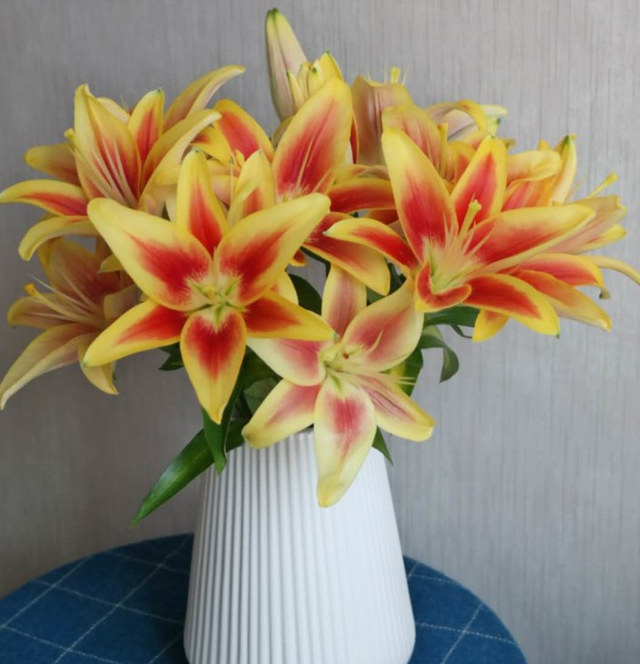 百合花的特点和外形(详解百合花的寓意及象征)