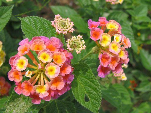 紫花马缨丹花期(介绍马缨丹的特点)