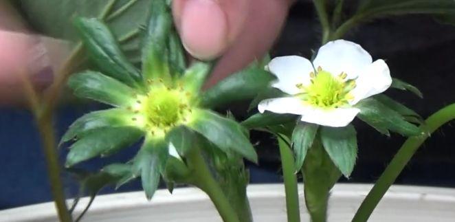 草莓的花是什么颜色的(草莓品种大全名称)