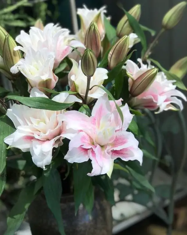 百合花的特点和外形(详解百合花的寓意及象征)
