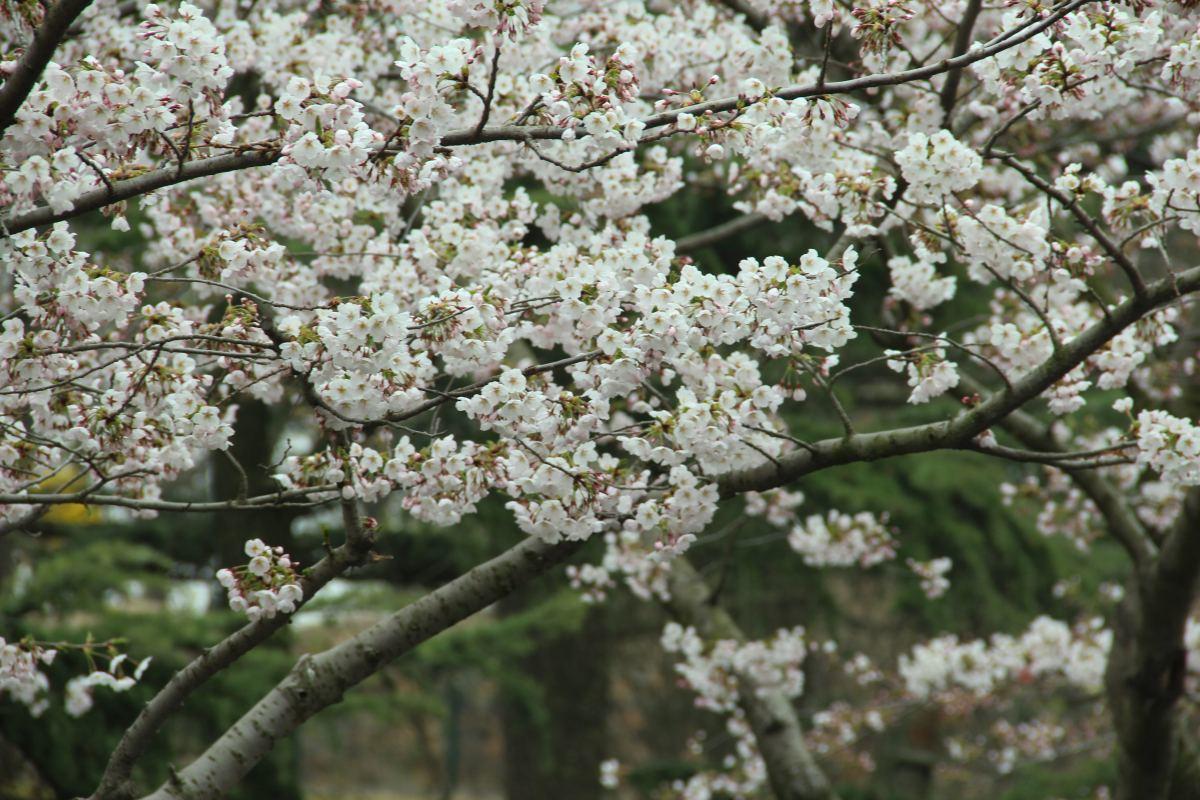 春天有哪些花开放(了解春天最具代表性的花)