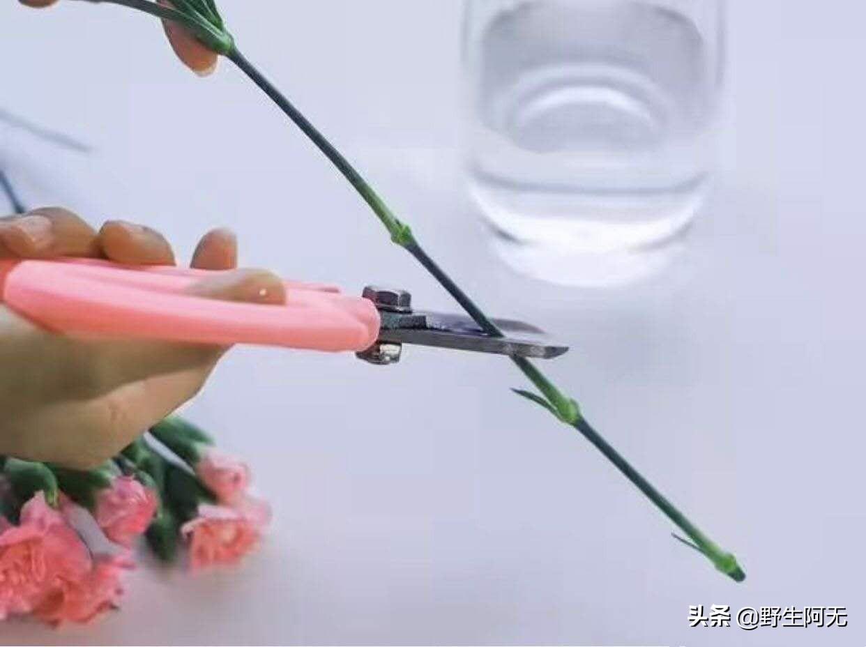 如何养康乃馨鲜花盆栽(康乃馨插花技巧搭配)