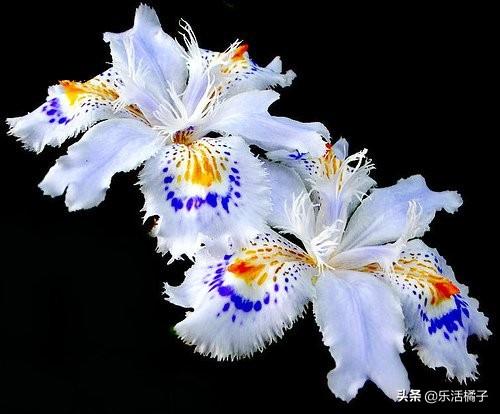 尾花鸢尾花语是什么(鸢尾花在中国寓意)