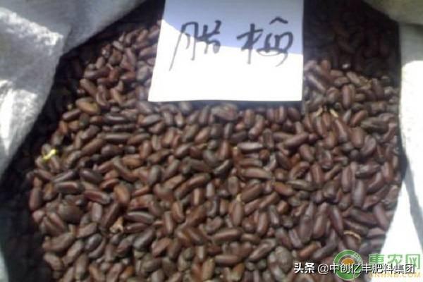 腊梅种子催芽方法有哪些(了解腊梅种子的播种技巧)