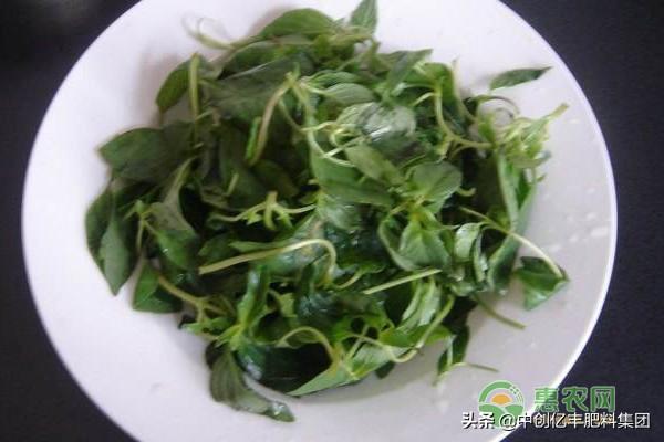 荆芥种植的时间和方法(了解荆芥种植技术要点)