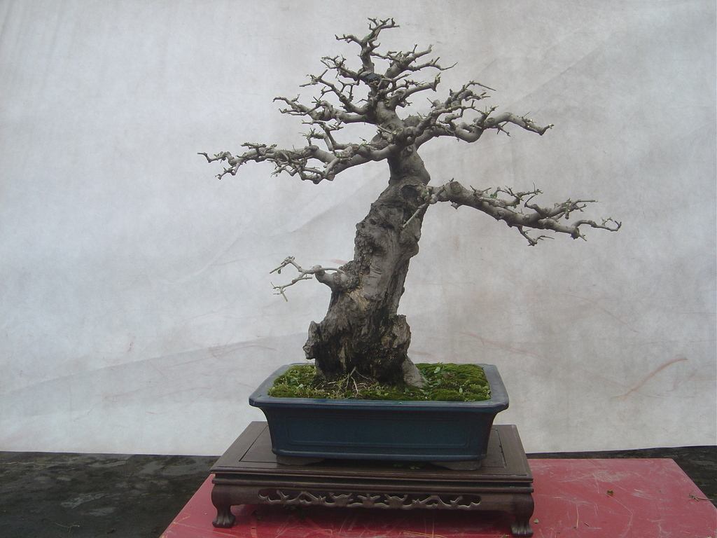 白蜡树几月开花有蜜吗(白蜡树养护方法)