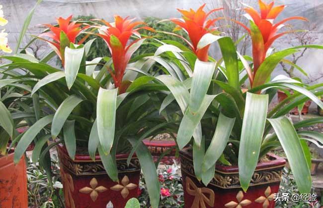凤梨花叶子发黄怎么办(讲解植物枯黄掉叶的原因)