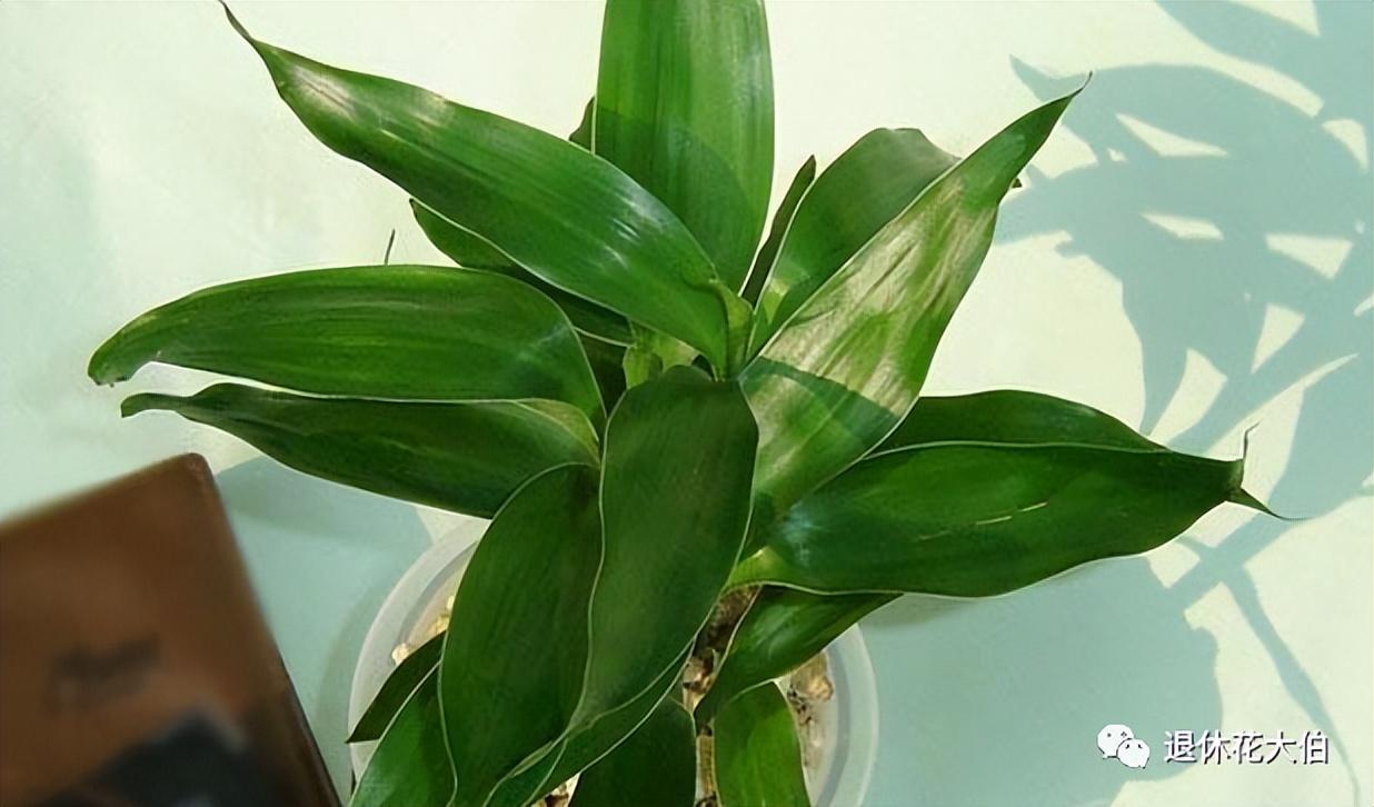 什么植物放在卧室好养