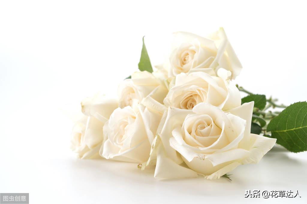 白玫瑰花语是什么意思(关于白玫瑰的寓意)