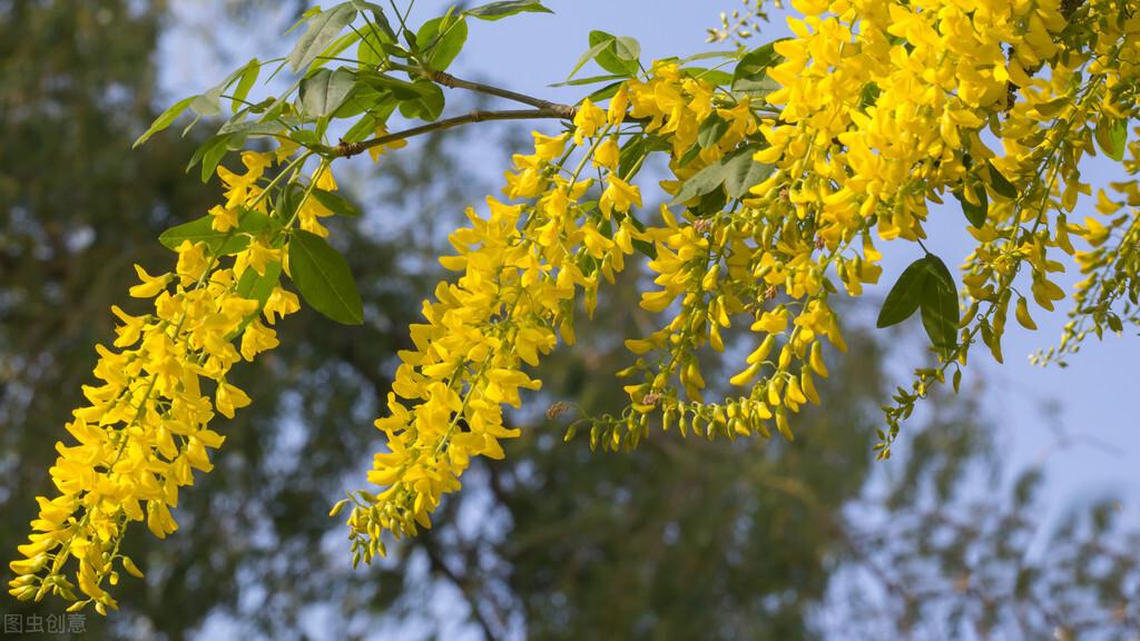 朝鲜国花叫什么名字(世界各国国花介绍)