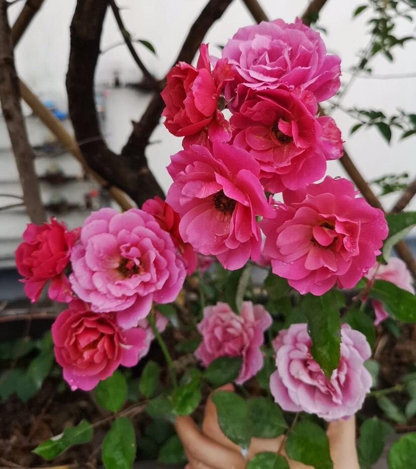 月季花怎么养开花多一点