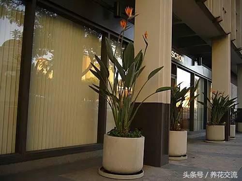 办公室寓意好的大型绿植有哪些(不需要阳光的办公室绿植)