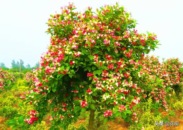 五彩锦带树花期多长(五彩锦带适合的地区种植)