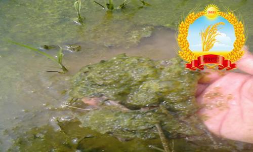 水绵是什么植物结构(常见水生植物推荐)