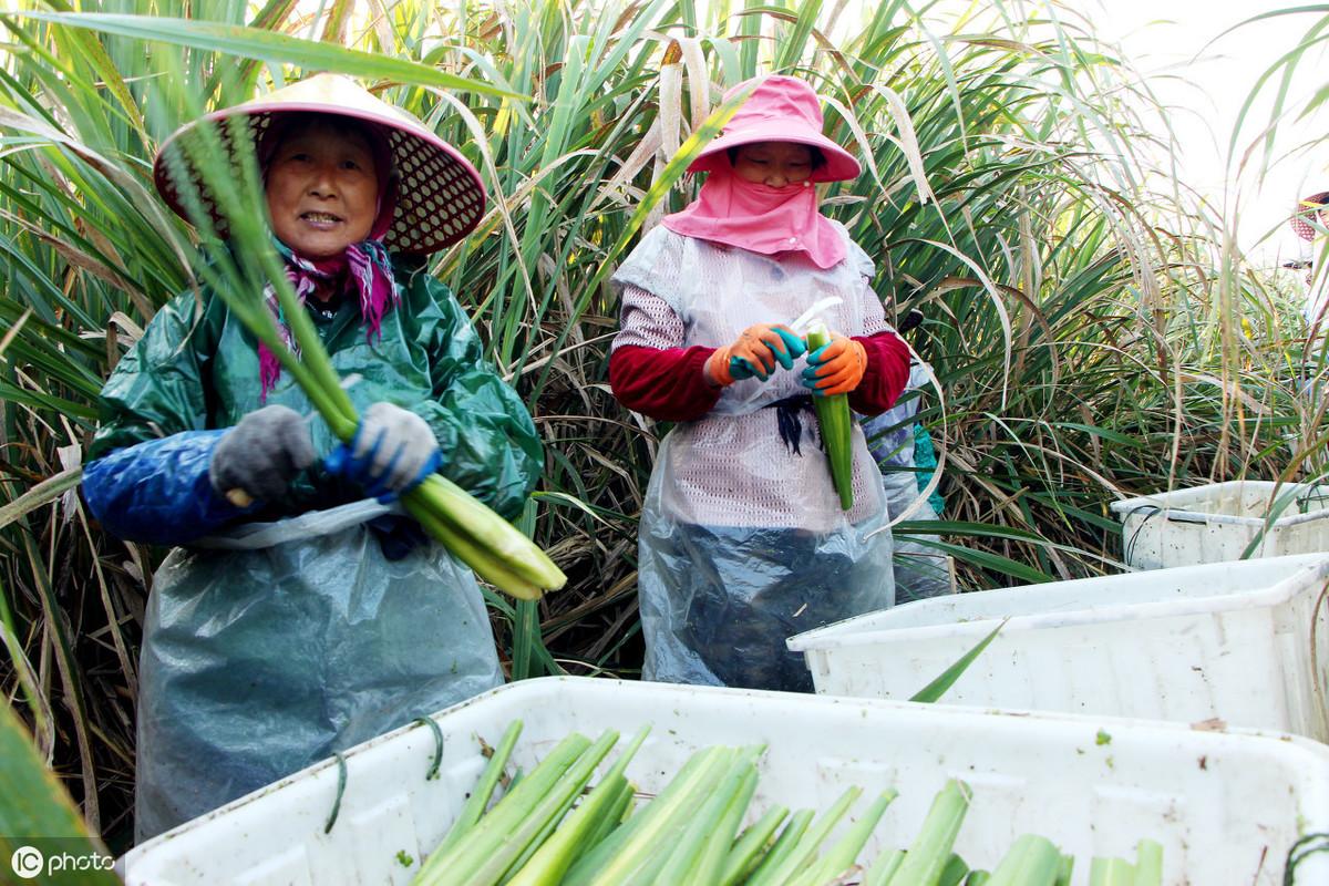 茭白是什么植物的根茎(茭白的种植和管理方法)