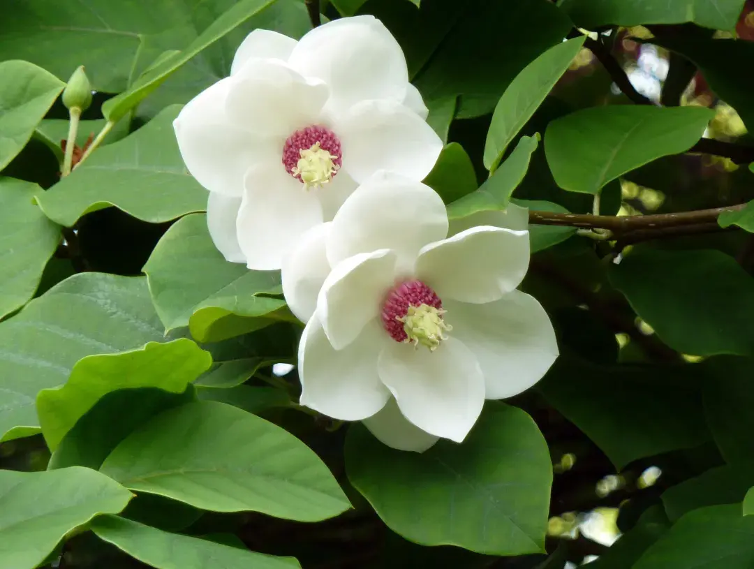 三月开什么花什么特点(盘点三月份开花的植物)