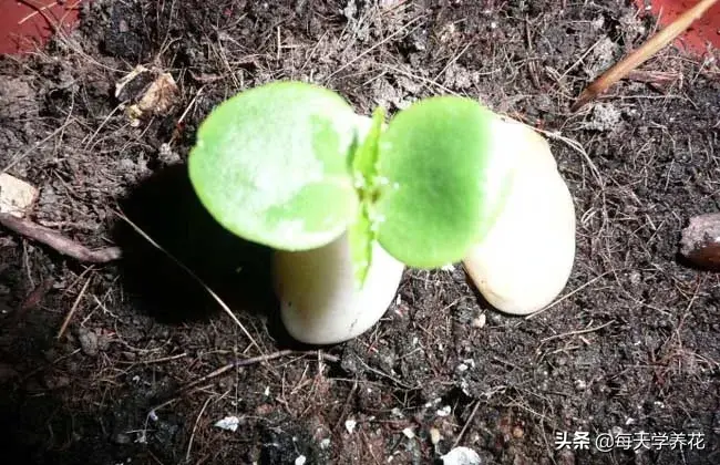 凤仙花的生长过程图片(凤仙花的生长变化记录)