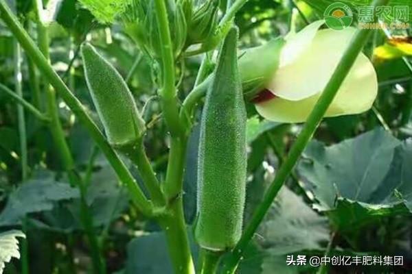 秋葵种植时间和方法过程（详解秋葵的生长环境及栽培）
