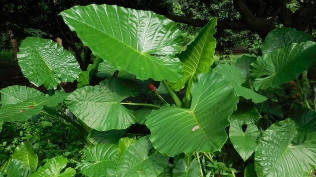 滴水观音花长什么样(滴水观音叶子发黄的原因)