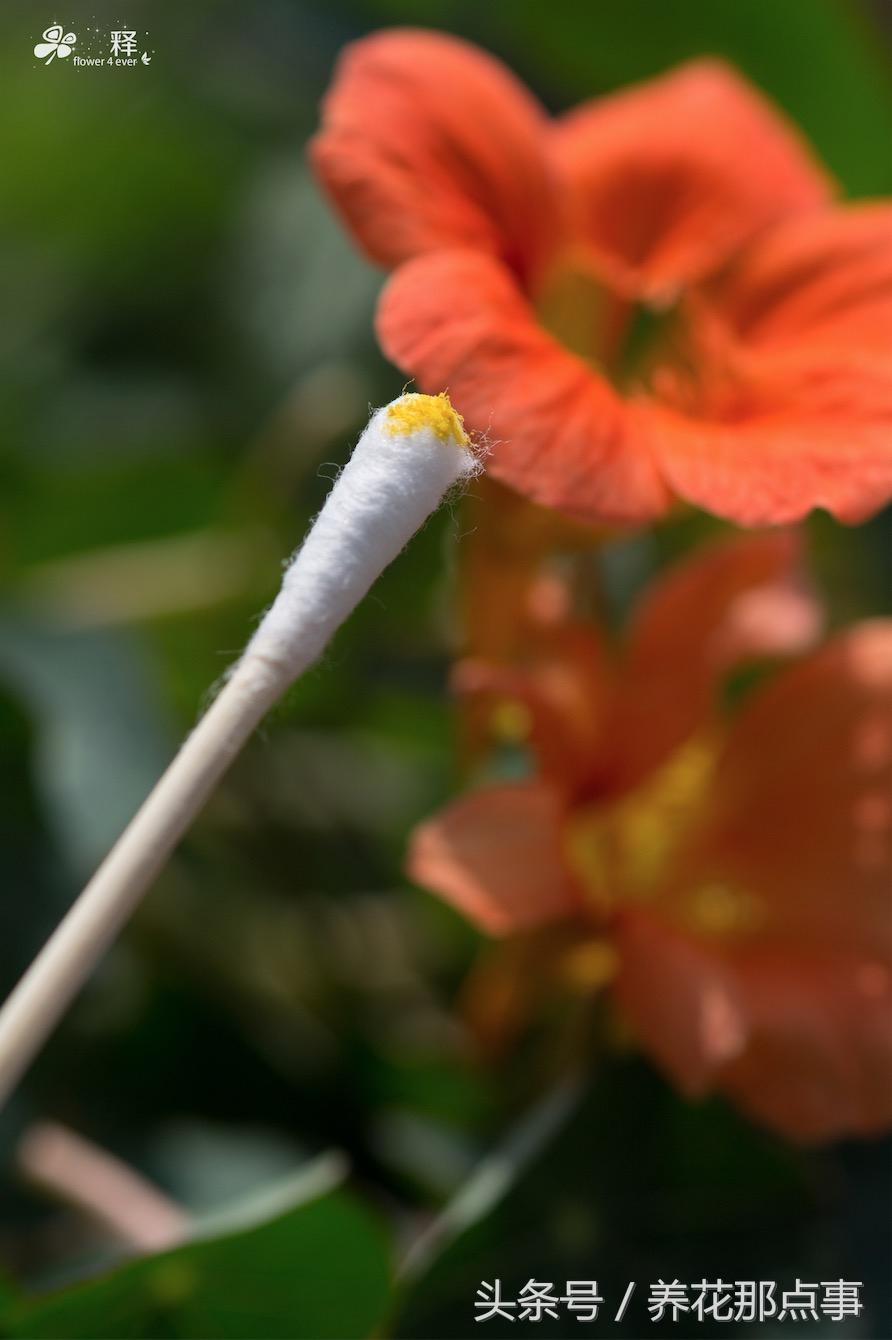 人工授粉是什么操作的(分享人工授粉的过程)