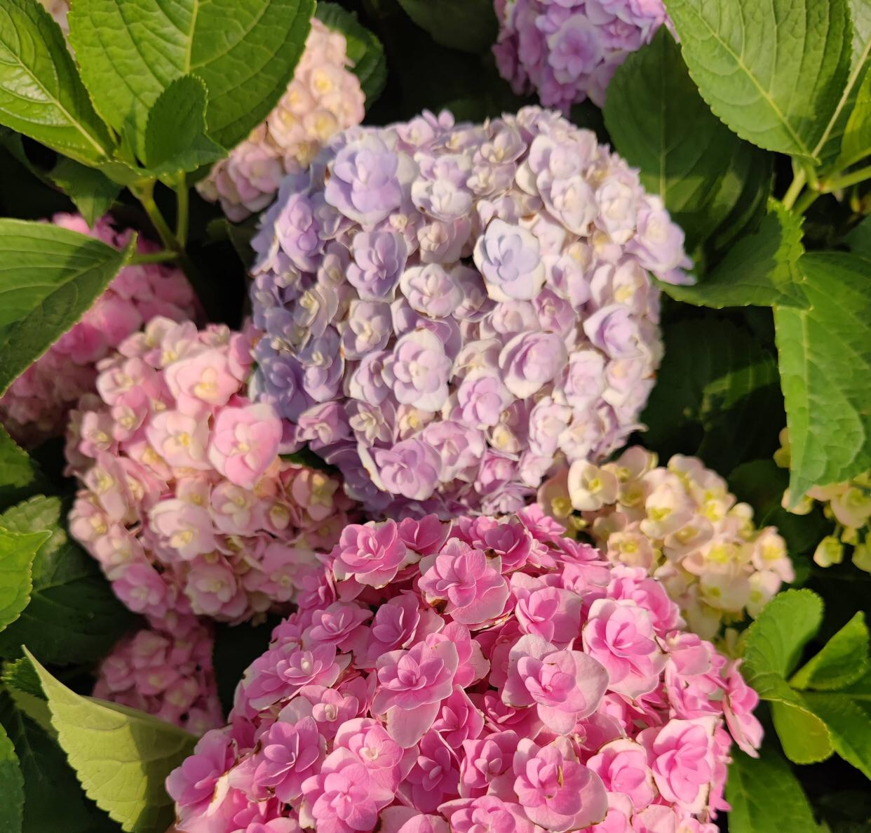 绣球花怎么才能养好