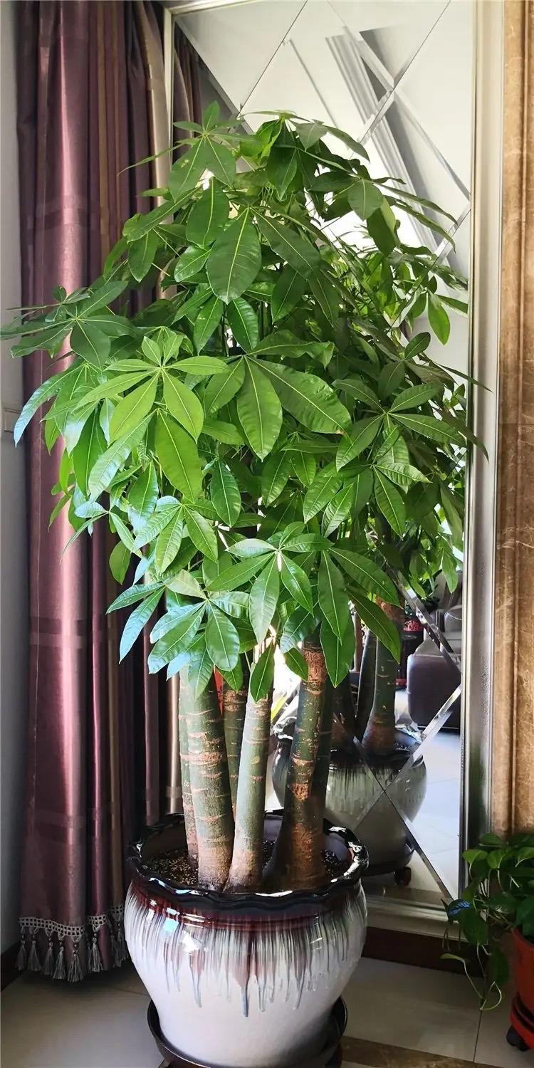 植物盆栽怎么养殖(适合家里养的盆栽植物)