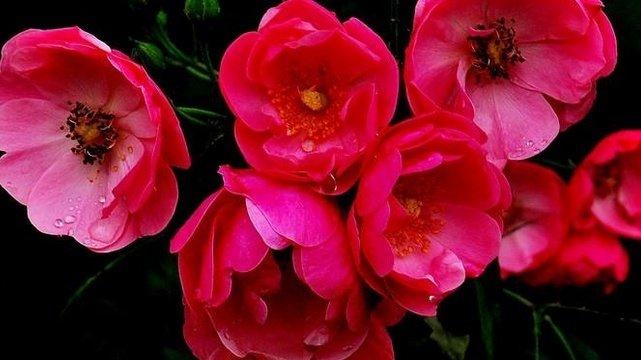 蔷薇花寓意及花语(详解蔷薇花的特点)