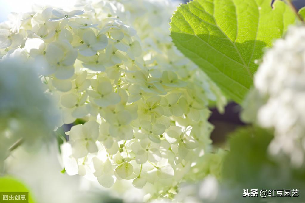 蓝色绣球花语及寓意(关于绣球花的寓意和象征意义)