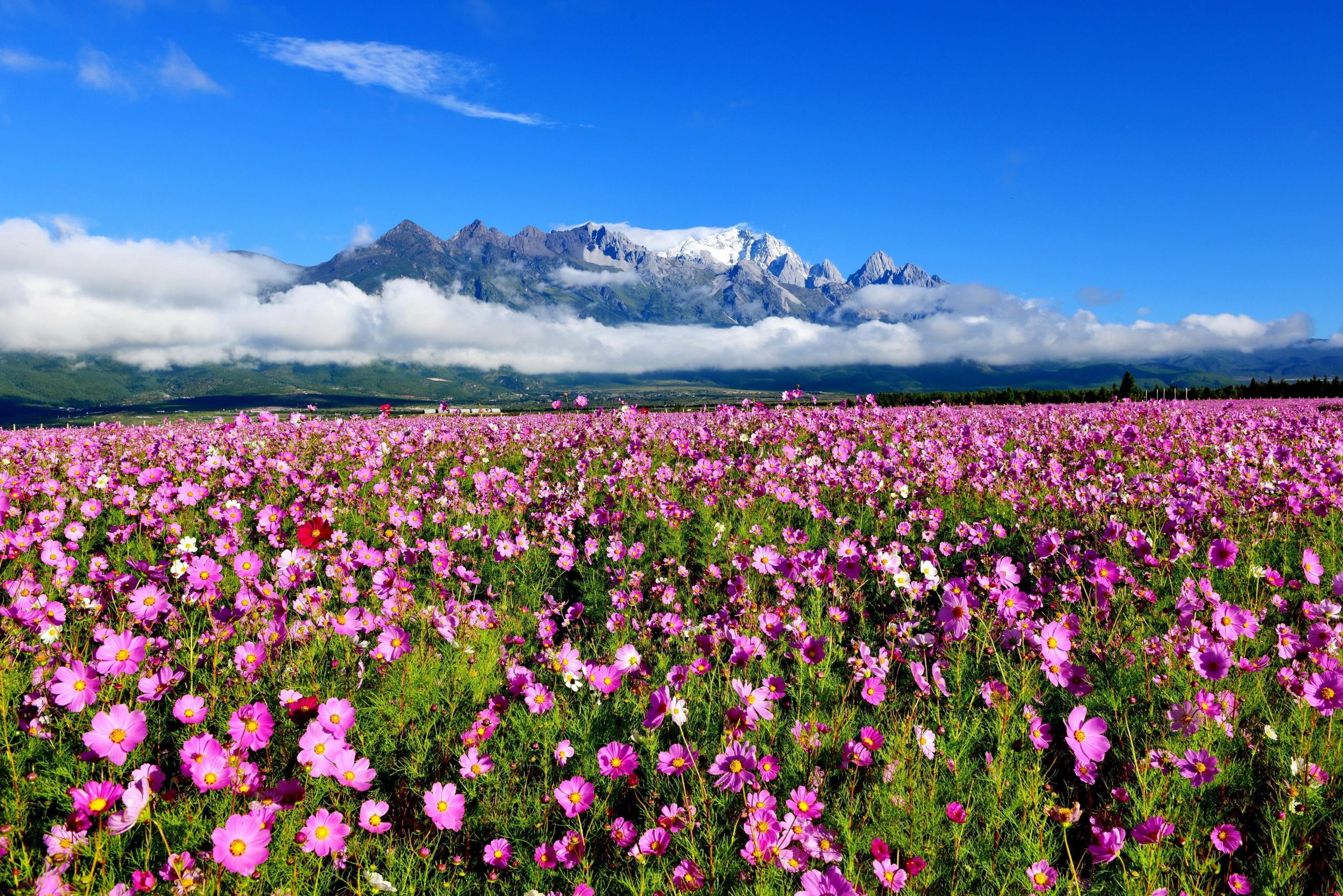 格桑花种子种植方法(格桑花浇水的正确方法)