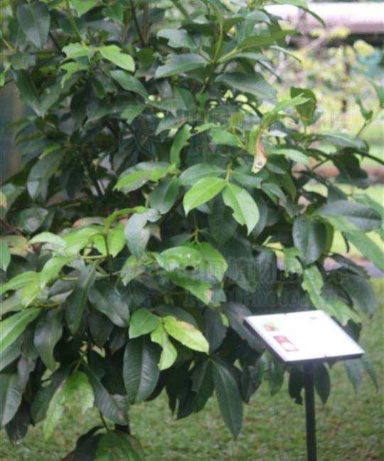山竹是什么果实类型(详解山竹植物种类)
